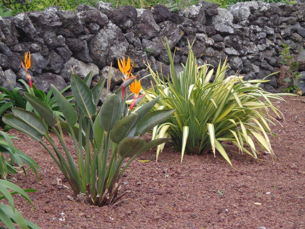 Casa Da Vigia Apartment Calheta de Nesquim Luaran gambar